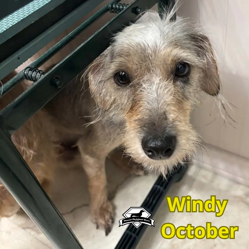 Windy October image 4