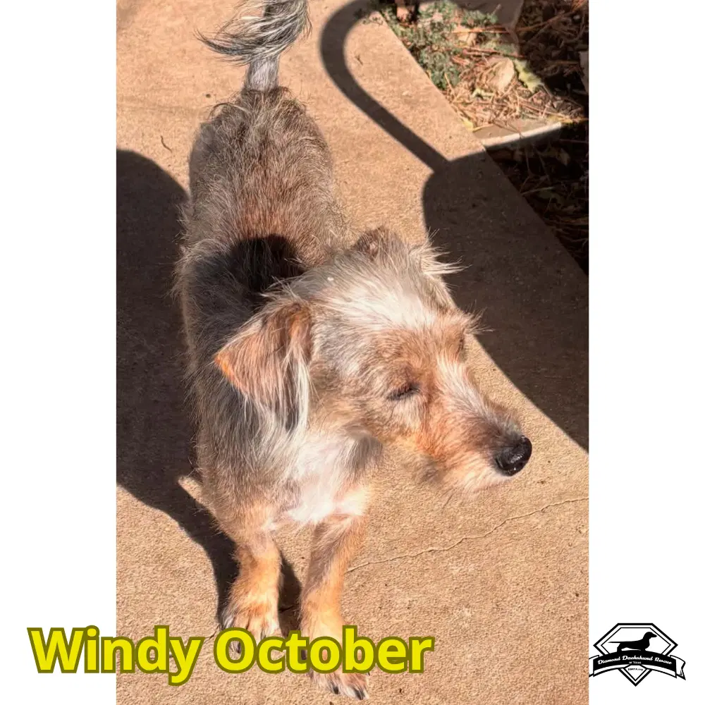 Windy October image 2