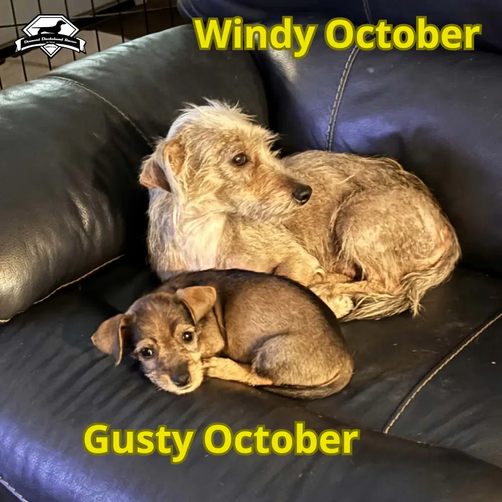 Windy October image 3