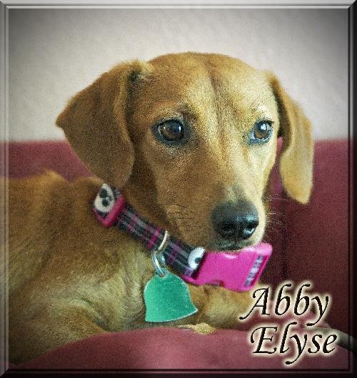 Abby Elyse
