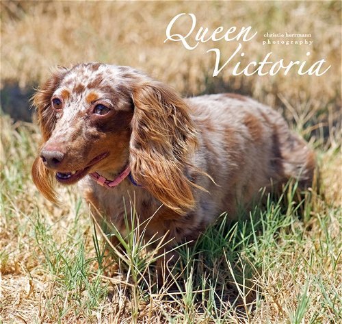 Queen Victoria +