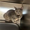 adoptable Cat in dallas, TX named AUTUMN