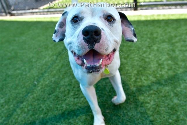 adoptable Dog in Dallas, TX named BINGO