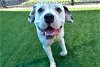 adoptable Dog in dallas, TX named BINGO