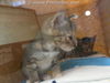 adoptable Cat in dallas, TX named MINNIE