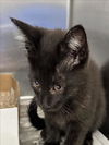 adoptable Cat in dallas, TX named MIDNIGHT