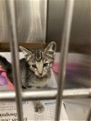 adoptable Cat in dallas, TX named RATATOUILLE