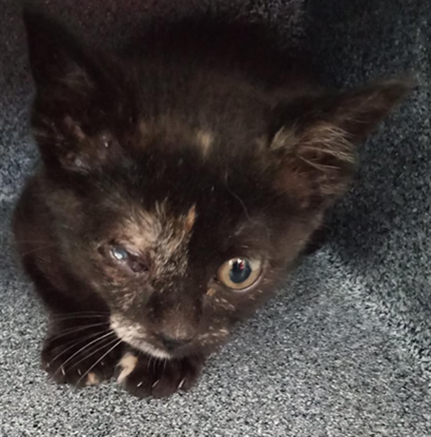 adoptable Cat in Dallas, TX named HOPE