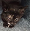 adoptable Cat in dallas, TX named HOPE