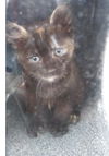 adoptable Cat in dallas, TX named GRIZELDA