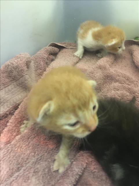 adoptable Cat in Dallas, TX named BUTTERCUP
