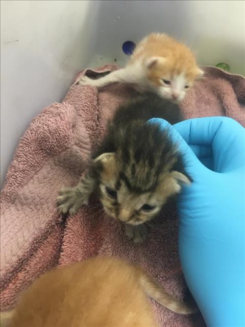 picture of the cat needing adoption