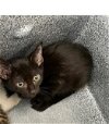 adoptable Cat in dallas, TX named BILLS