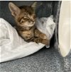 adoptable Cat in dallas, TX named ARGE