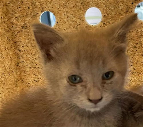 picture of the cat needing adoption