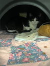 adoptable Cat in dallas, TX named NENA