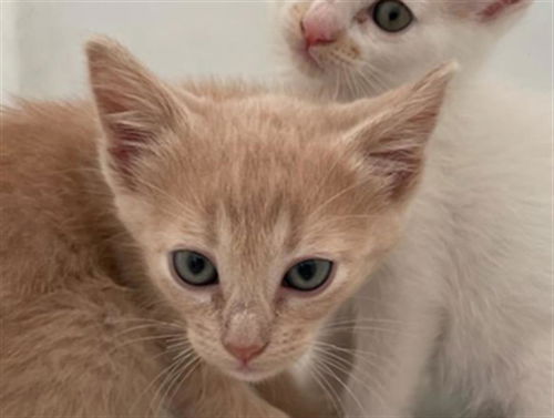 picture of the cat needing adoption