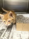 adoptable Cat in dallas, TX named KITTY