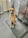 adoptable Dog in dallas, TX named SANDY
