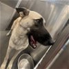 adoptable Dog in dallas, TX named RAMONA