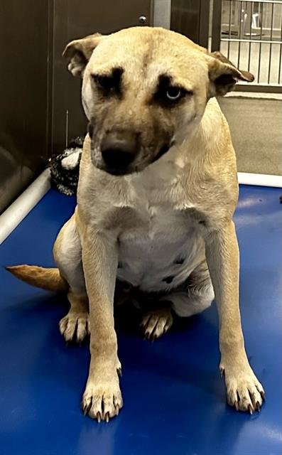 adoptable Dog in Dallas, TX named JANET