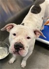 adoptable Dog in dallas, TX named BONNIE