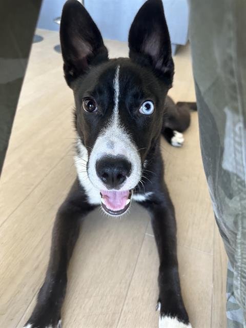 adoptable Dog in Dallas, TX named HARRY