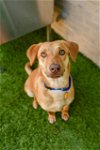 adoptable Dog in dallas, TX named REMI