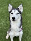 adoptable Dog in dallas, TX named BIANCA
