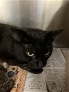 adoptable Cat in dallas, TX named SHADOW