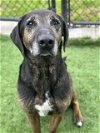 adoptable Dog in dallas, TX named ROCKY JR