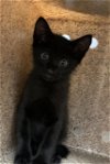 adoptable Cat in dallas, TX named POPPY
