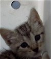 adoptable Cat in dallas, TX named QUINOA