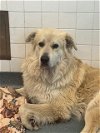 adoptable Dog in  named JEFF