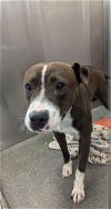 adoptable Dog in  named MICKY