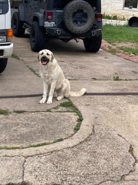 adoptable Dog in Dallas, TX named BUBBA
