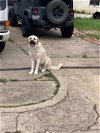 adoptable Dog in dallas, TX named BUBBA