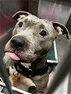 adoptable Dog in dallas, TX named RITA