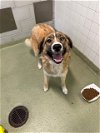adoptable Dog in  named GREENLY