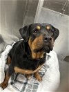 adoptable Dog in dallas, TX named SASHA