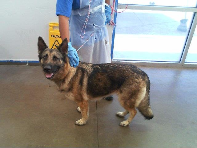 adoptable Dog in Dallas, TX named LOLA