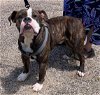 adoptable Dog in dallas, TX named BRUTUS