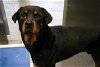 adoptable Dog in dallas, TX named BOOMER