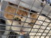 adoptable Cat in dallas, TX named PRINCESS