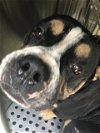 adoptable Dog in dallas, TX named BG