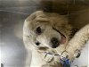 adoptable Dog in dallas, TX named SAINT NICK