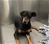 adoptable Dog in dallas, TX named ROMEO