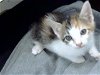 adoptable Cat in dallas, TX named REECES