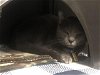 adoptable Cat in dallas, TX named REGGIE
