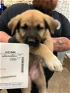 adoptable Dog in dallas, TX named BLUE